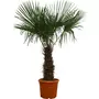 Palmier de Chine (Chamaerops excelsa) - Tronc 60/80cm - H160/200cm