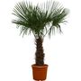 Voir la diapositive 2 : Palmier de Chine (Chamaerops excelsa) - Tronc 60/80cm - H160/200cm