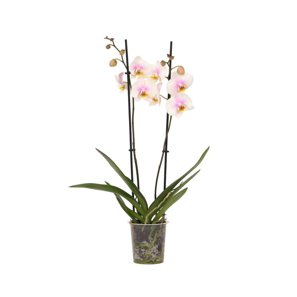 PLANT IN A BOX Orchidée papillon - Phalaenopsis - Hauteur 50-60cm - ⌀12cm