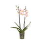 Voir la diapositive 1 : PLANT IN A BOX Orchidée papillon - Phalaenopsis - Hauteur 50-60cm - ⌀12cm