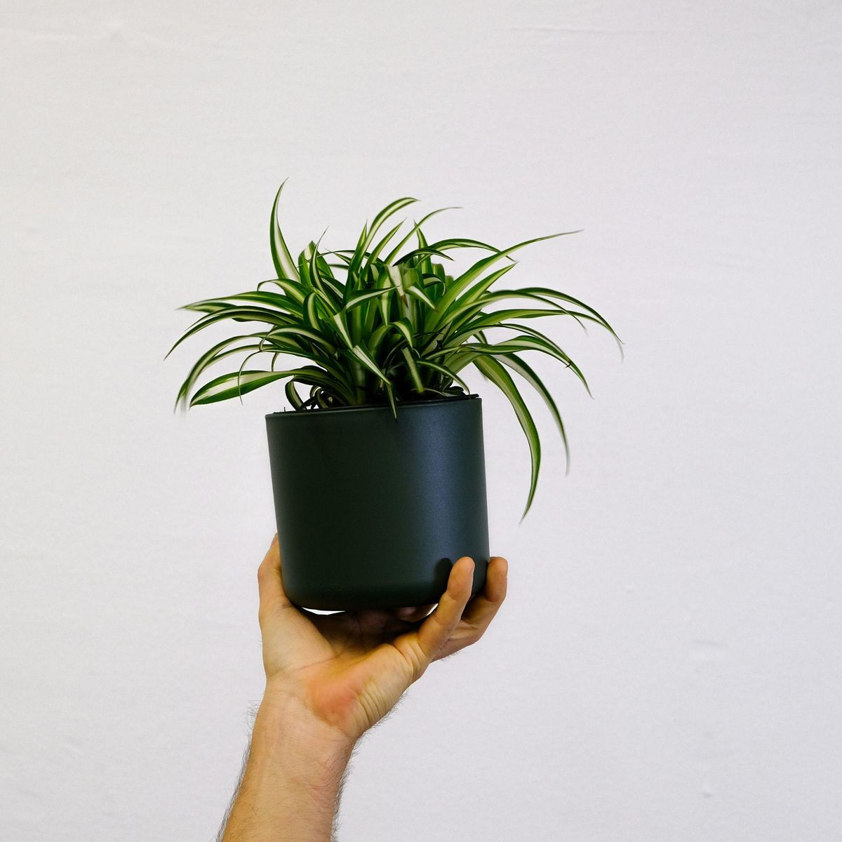 PLANT IN A BOX Plante araignée - Set de 6 - Chlorophytum comosum 'Atlantic' - H25-40cm - ⌀12cm