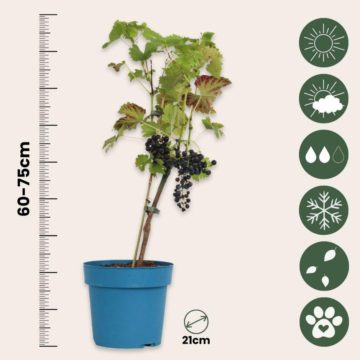 PLANT IN A BOX Vigne à raisin - Vitis vinifera ‘Nero' - Hauteur 60-75cm - ⌀21cm