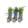 Voir la diapositive 1 : PLANT IN A BOX Myrtille - Set de 6 - Vaccinium corymbosum 'Sunshine Blue' - H25-40cm - ⌀9cm