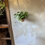 Voir la diapositive 5 : PLANT IN A BOX Plante verte - Philodendron Cobra - Hauteur 55-65cm - ⌀19cm