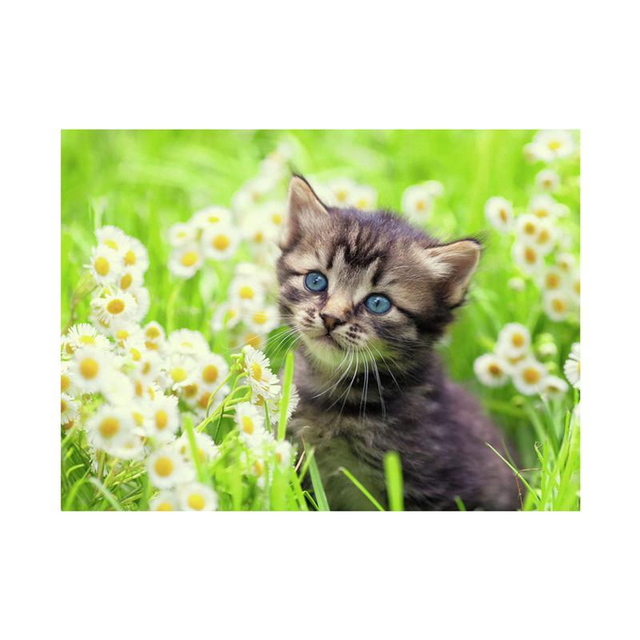 Voir la diapositive 2 : RAVENSBURGER Ravensburger - Jigsaw puzzle Kitten in the Meadow, 500 pcs. 120003670