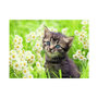 Voir la diapositive 2 : RAVENSBURGER Ravensburger - Jigsaw puzzle Kitten in the Meadow, 500 pcs. 120003670