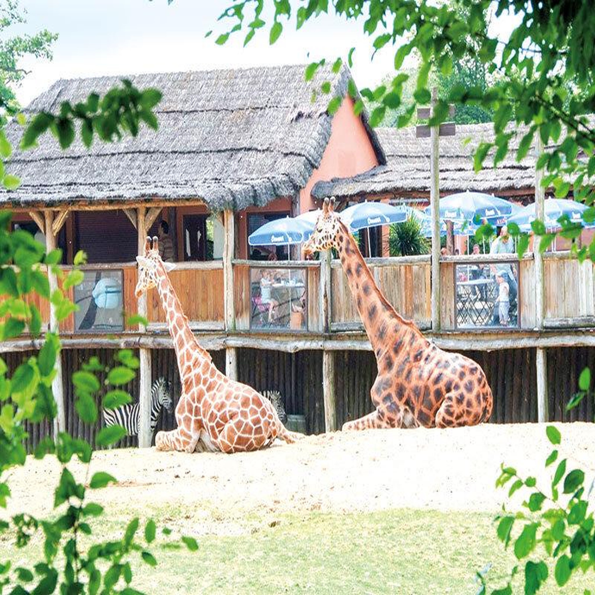 Voir la diapositive 2 : Smartbox Journée découverte au Parc Zoologique d'Amnéville pour 5 personnes - Coffret Cadeau Multi-thèmes