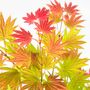 Voir la diapositive 3 : PLANT IN A BOX Érable du Japon - Set de 2 - Acer palmatum 'Moonrise' - Hauteur 40-50cm - ⌀19cm