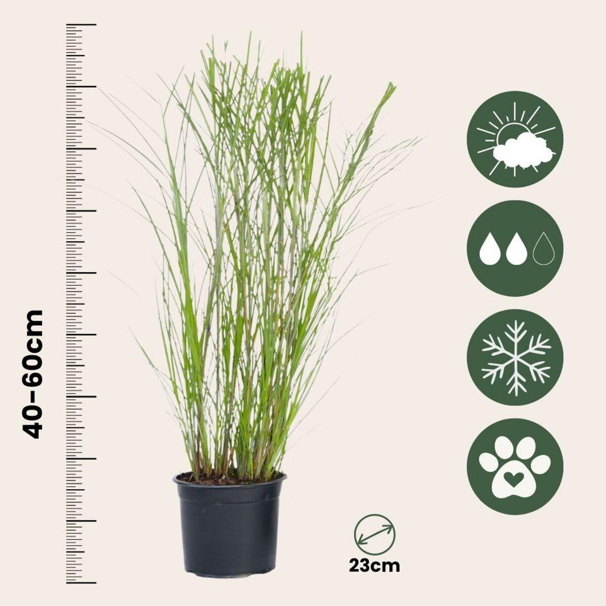 PLANT IN A BOX Roseau de Chine - Set de 2 - Miscanthus 'Gracillimus' - H40-60cm - ⌀23cm