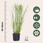 Voir la diapositive 2 : PLANT IN A BOX Roseau de Chine - Set de 2 - Miscanthus 'Gracillimus' - H40-60cm - ⌀23cm