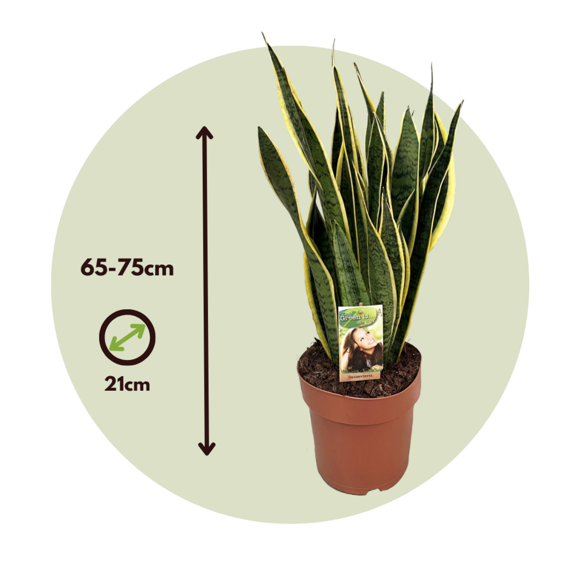 PLANT IN A BOX Langue de belle-mère - Sansevieria trifasciata Laurentii - H65-75cm - ⌀21cm