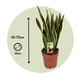 Voir la diapositive 2 : PLANT IN A BOX Langue de belle-mère - Sansevieria trifasciata Laurentii - H65-75cm - ⌀21cm