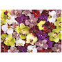 Voir la diapositive 2 : EDUCA COLLAGE ORCHIDÉES - Puzzle de 1000 pieces