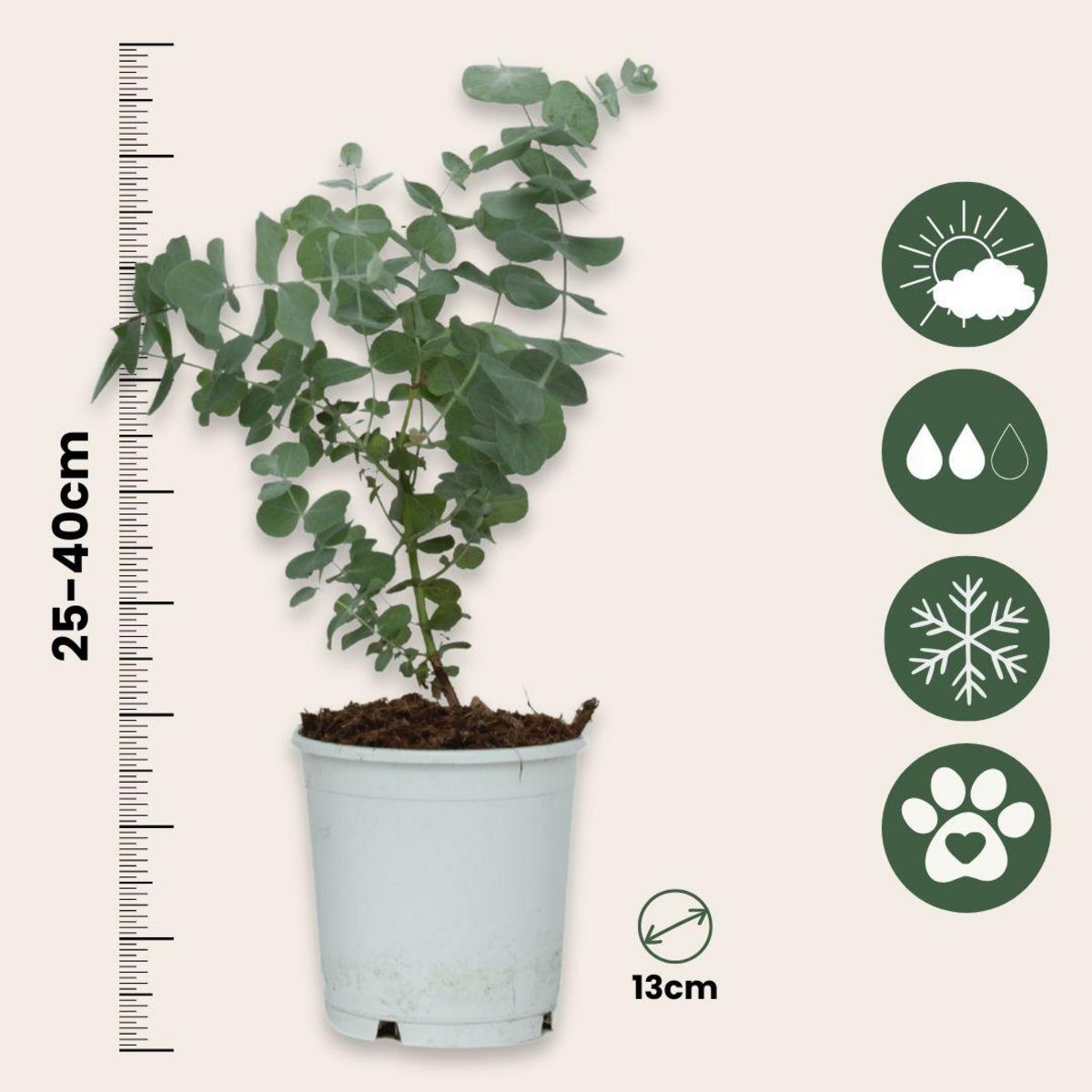 PLANT IN A BOX Gommier - Set de 6 - Eucalyptus 'Pulverulenta' - Hauteur 25-40cm - ⌀12cm