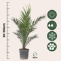 Voir la diapositive 2 : PLANT IN A BOX Palmier Dattier nain - Set de 2 - Phoenix canariensis - Hauteur 80-100cm - ⌀19cm