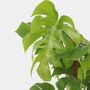 Voir la diapositive 3 : PLANT IN A BOX Plante à trous - Monstera deliciosa - Hauteur 120-130cm - ⌀24cm