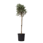 Voir la diapositive 1 : PLANT IN A BOX Olivier - Olea europaea - Hauteur 90-100cm - ⌀21cm
