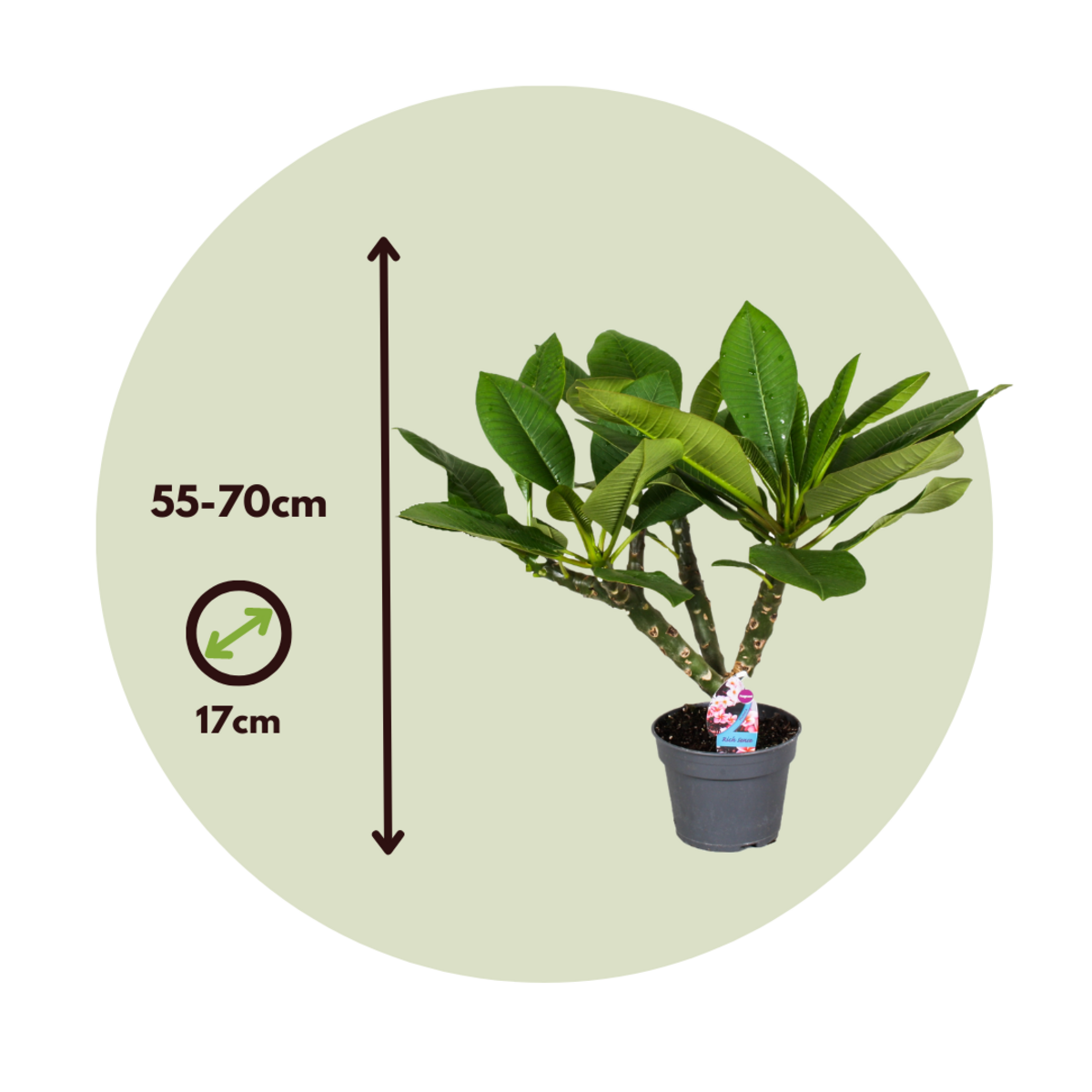 PLANT IN A BOX Frangipanier hawaii - Plumeria rubra 'Blanc' - Hauteur 55-70cm - ⌀17cm