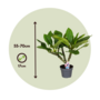 Voir la diapositive 2 : PLANT IN A BOX Frangipanier hawaii - Plumeria rubra 'Blanc' - Hauteur 55-70cm - ⌀17cm