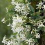Voir la diapositive 3 : PLANT IN A BOX Jasmin étoilé - Set de 6 - Trachelospermum jasminoides - Hauteur 25-40cm - ⌀9cm