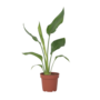 Voir la diapositive 1 : PLANT IN A BOX Oiseau de paradis - Strelitzia reginea - Hauteur 25-40cm - ⌀9cm