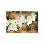 Voir la diapositive 2 : Paris Prix Papier Peint  Freesia on Wood
