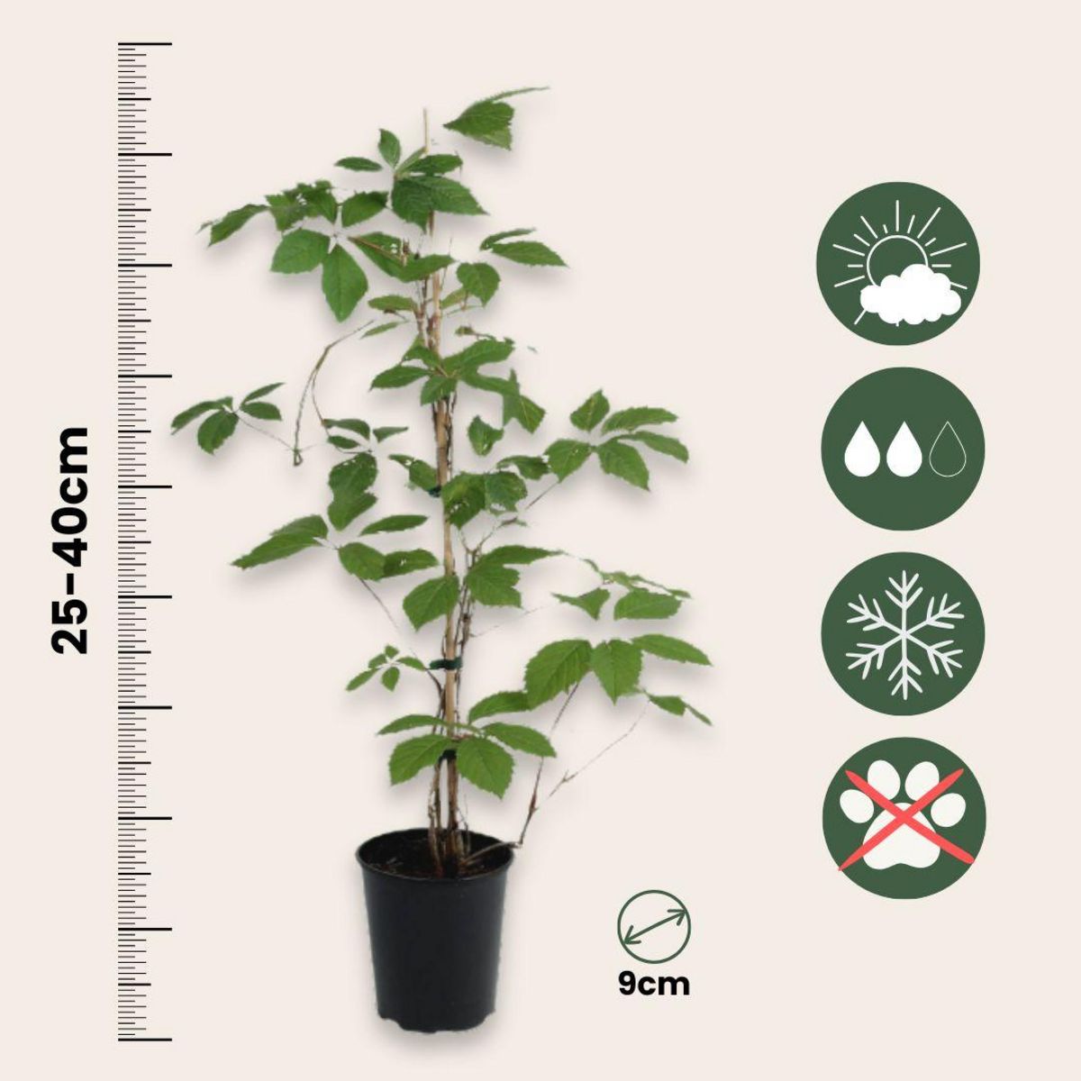 PLANT IN A BOX Vigne vierge - Set de 6 - Parthenocissus quinquefolia - Hauteur 25-40cm - ⌀9cm