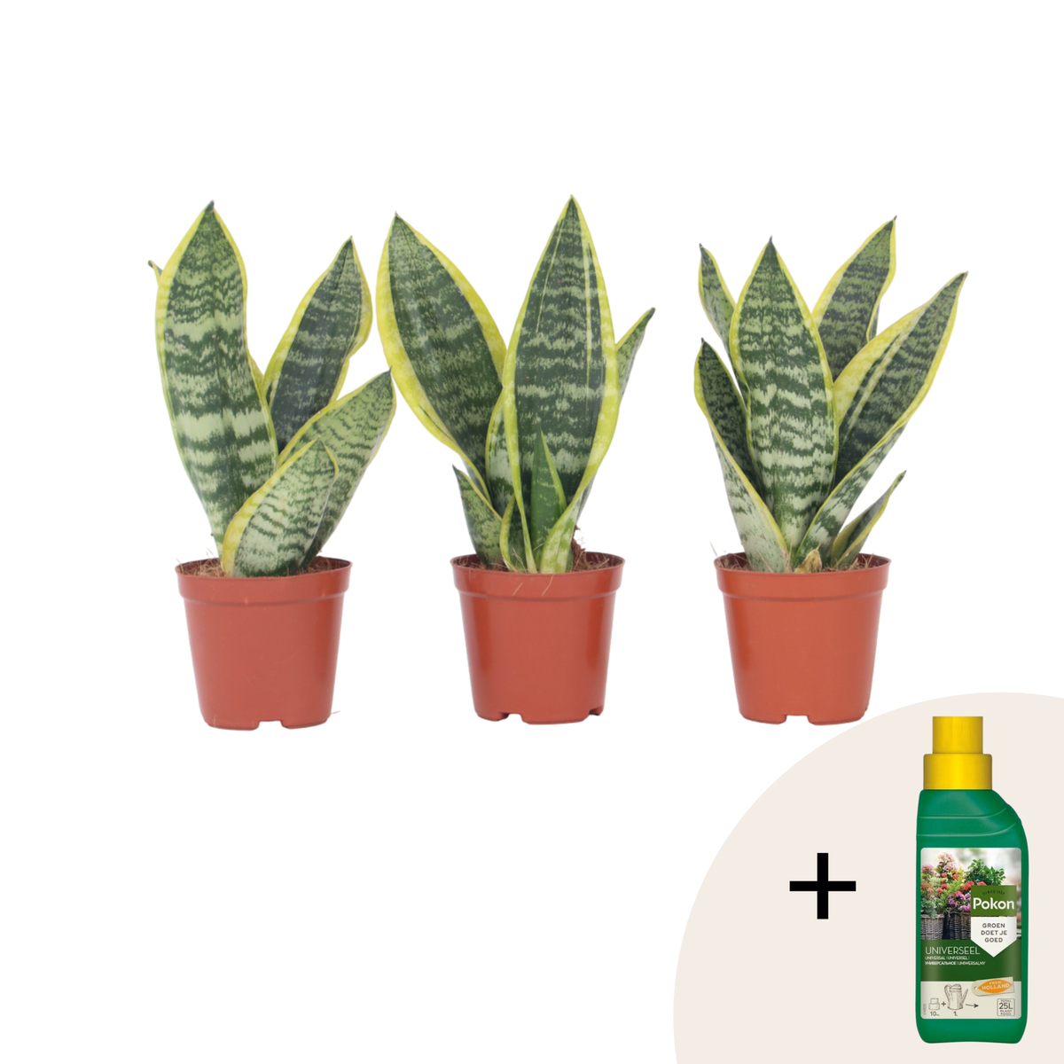 PLANT IN A BOX Langue de belle-mère - Set de 3 - Sansevieria 'Superba' - H35-40cm - ⌀12cm