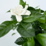 Voir la diapositive 3 : PLANT IN A BOX Jasmin du Cap - Gardenia jasminoides - Hauteur 20-30cm - ⌀13cm