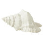 Voir la diapositive 1 : Paris Prix Coquillage Déco  Evasion  25cm Blanc