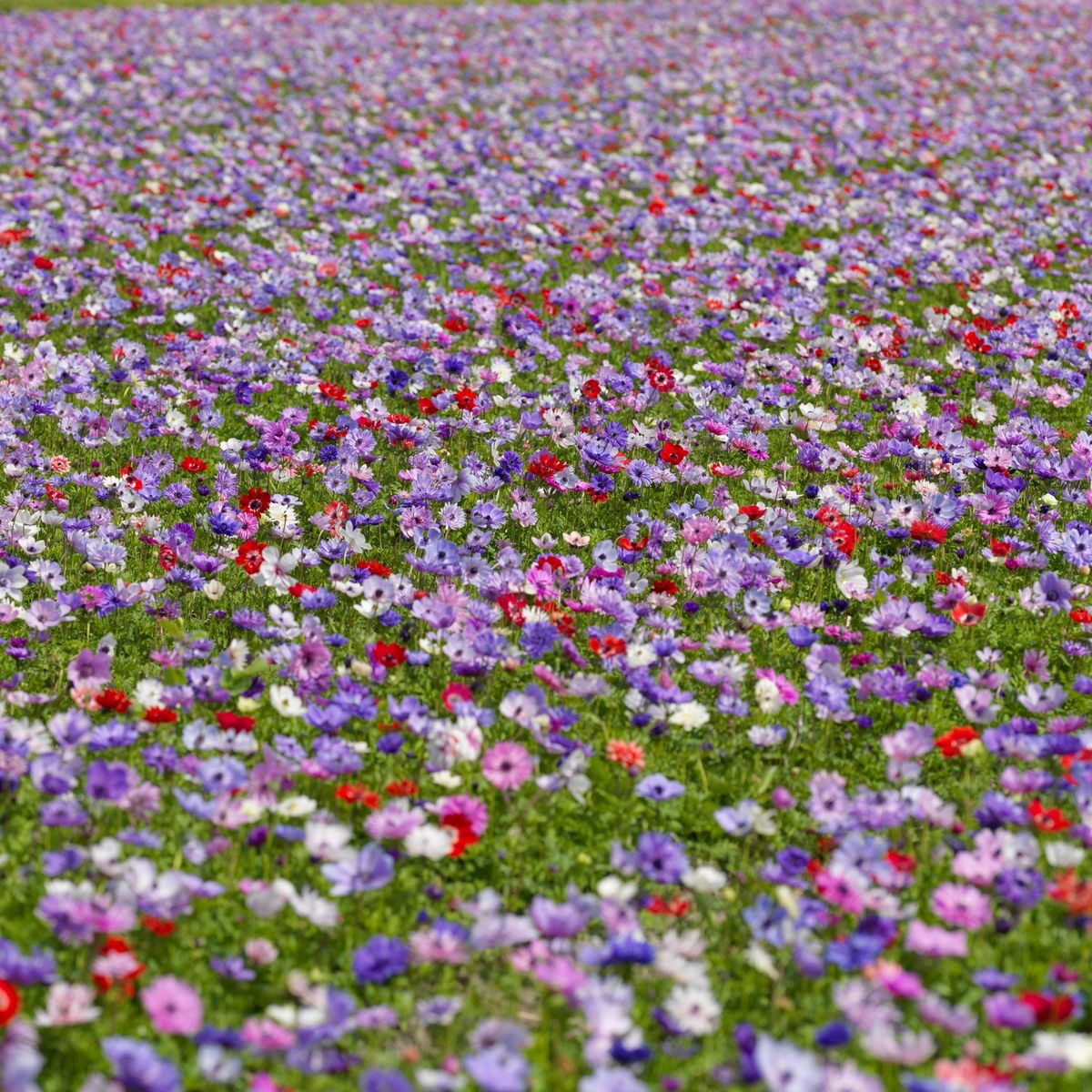 PLANT IN A BOX Bulbes d'anémone - Set de 30 - Anemoon de Caen - Bulbes à fleurs