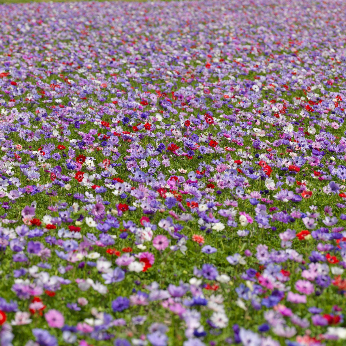 PLANT IN A BOX Bulbes d'anémone - Set de 30 - Anemoon de Caen - Bulbes à fleurs
