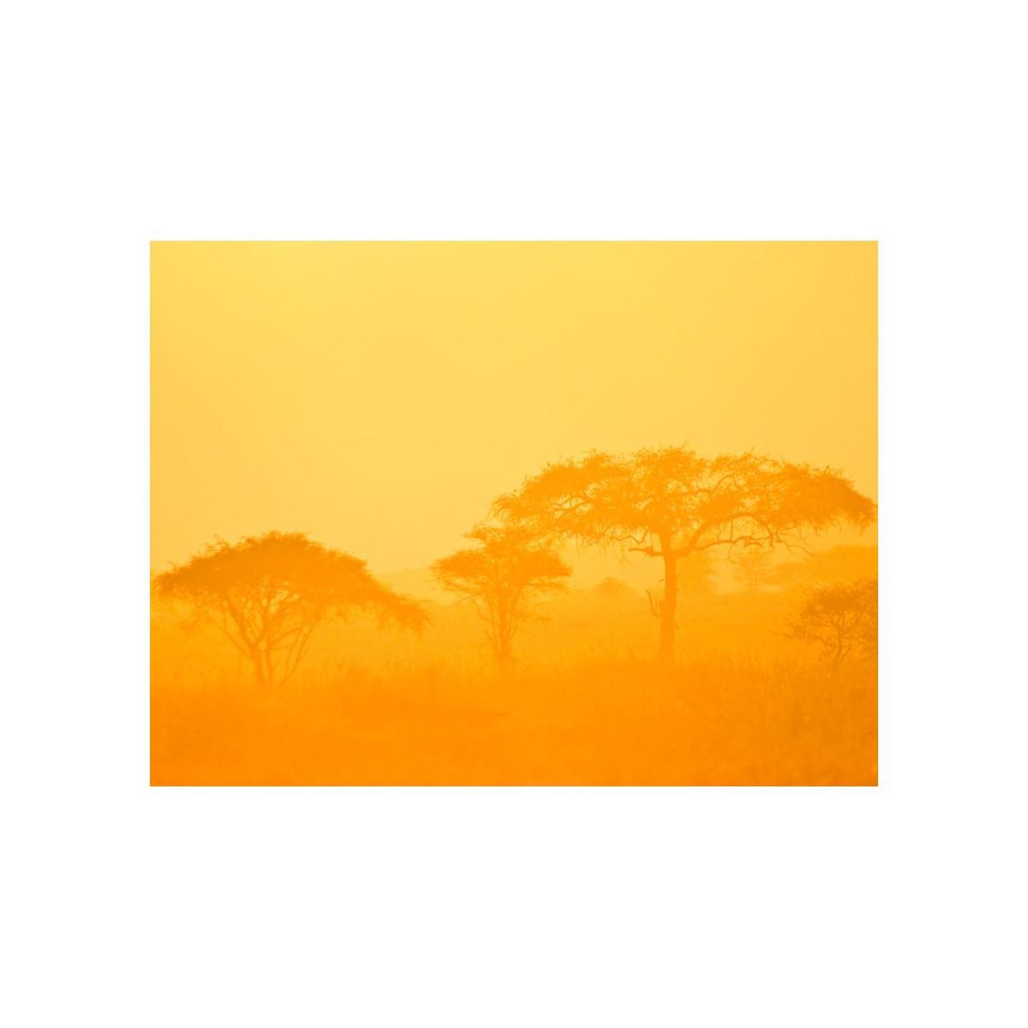 Voir la diapositive 2 : Paris Prix Papier peint  orange savanna