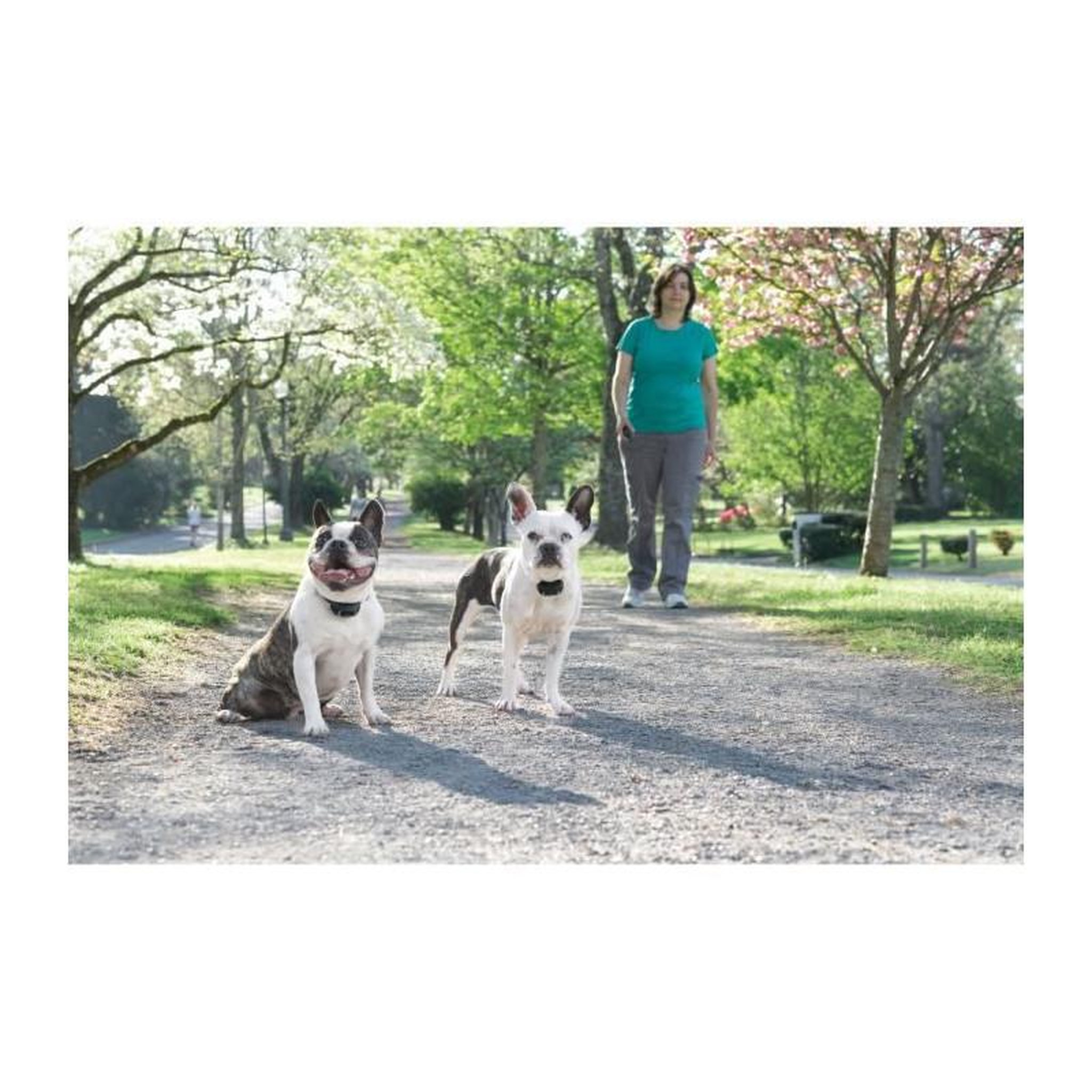 Voir la diapositive 2 : PETSAFE Systeme daide a leducation LITE 300 m