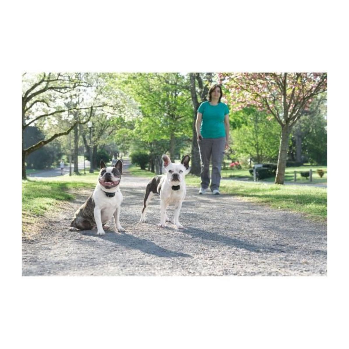 PETSAFE Systeme daide a leducation LITE 300 m