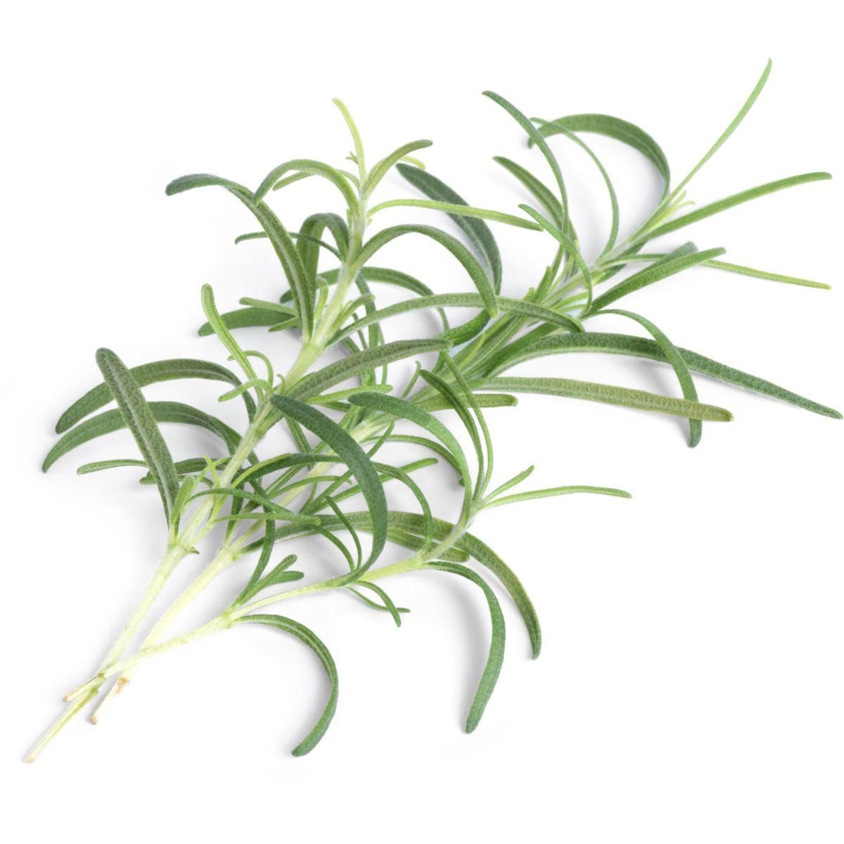 VERITABLE Recharge jardin d'intérieur romarin