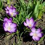 Voir la diapositive 4 : PLANT IN A BOX Fleur printanière - Set de 100 - Crocus 'Ruby Giant' - Bulbes à fleurs - Violet