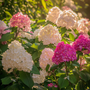 Voir la diapositive 5 : PLANT IN A BOX Hortensia - Set de 6 - Hydrangea paniculata - Hauteur 25-35cm - ⌀9cm