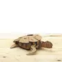 Graine créative Maquette tortue 3D en carton à monter soi-même