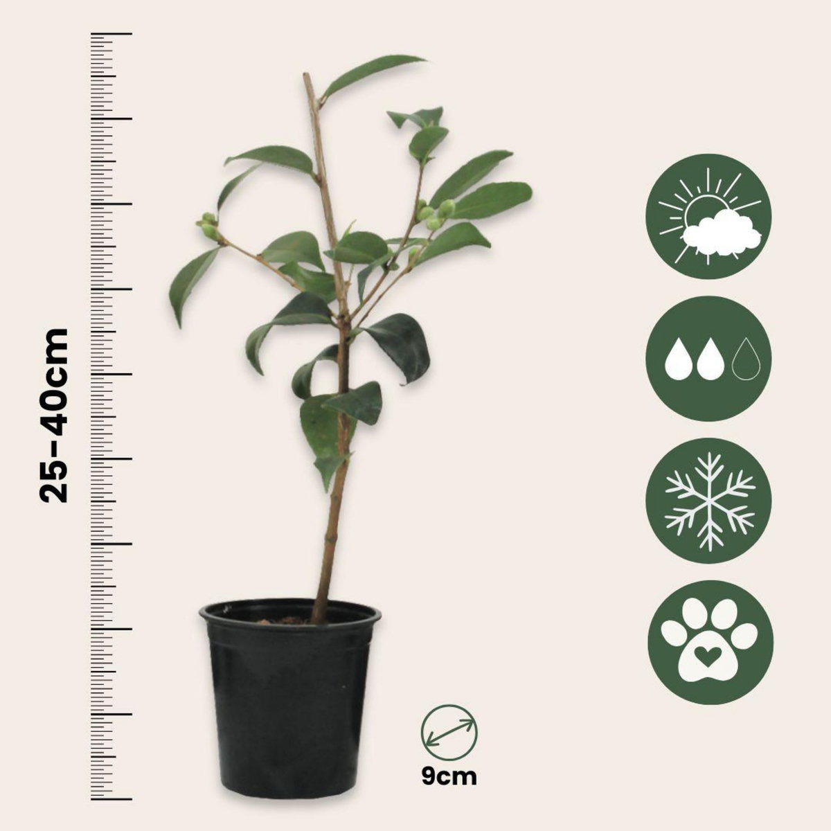 PLANT IN A BOX Camélia - Set de 6 - Camellia japonica - Hauteur 25-40cm - ⌀9cm