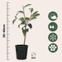 Voir la diapositive 2 : PLANT IN A BOX Camélia - Set de 6 - Camellia japonica - Hauteur 25-40cm - ⌀9cm