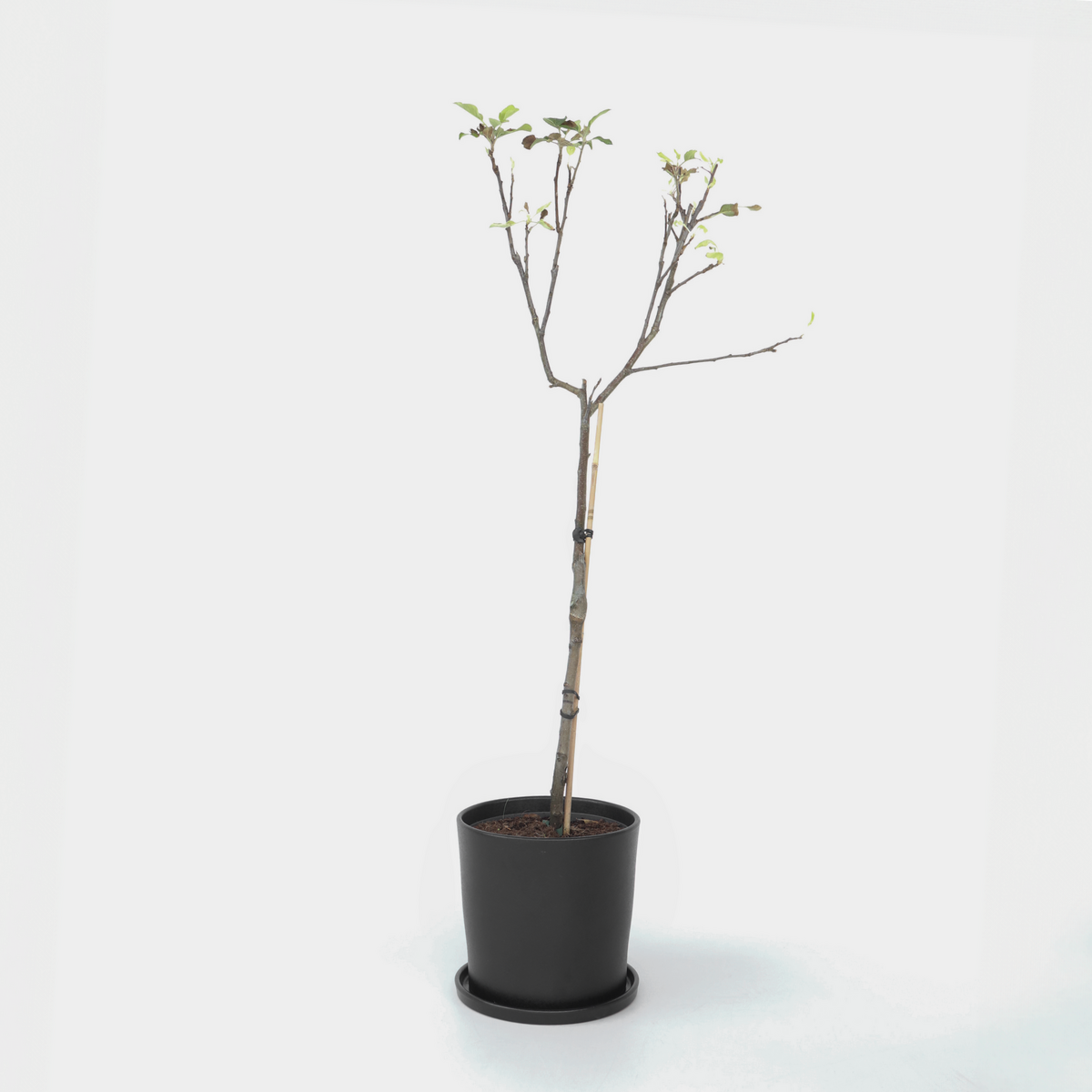 PLANT IN A BOX Pommier - Malus domestica 'Elstar' - Hauteur 90-100cm - ⌀21cm