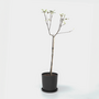 Voir la diapositive 5 : PLANT IN A BOX Pommier - Malus domestica 'Elstar' - Hauteur 90-100cm - ⌀21cm