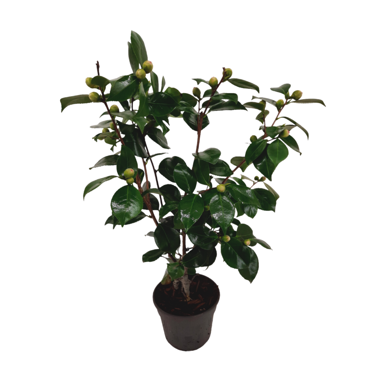 PLANT IN A BOX Camélia - Camellia japonica 'Bonomiana' - Hauteur 50-60cm - ⌀15cm