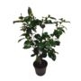Voir la diapositive 1 : PLANT IN A BOX Camélia - Camellia japonica 'Bonomiana' - Hauteur 50-60cm - ⌀15cm