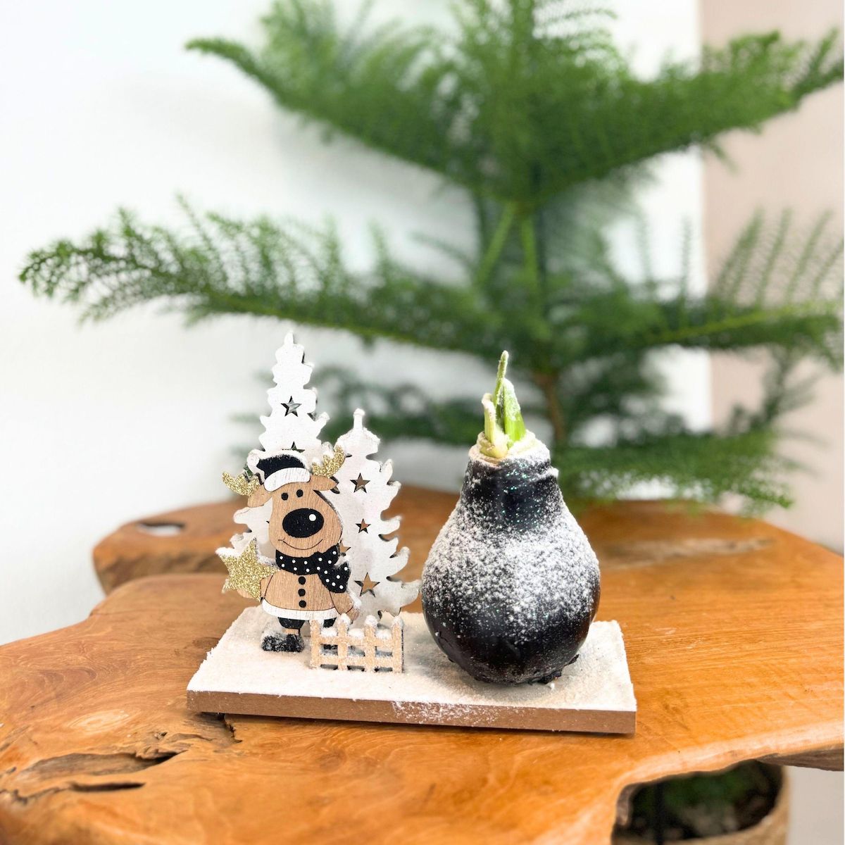 PLANT IN A BOX Amaryllis - Hippeastrum 'Pays des Merveilles Renne'