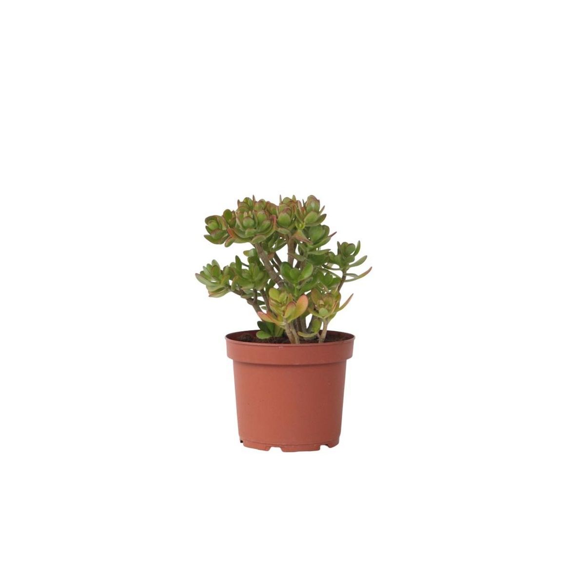 PLANT IN A BOX Arbre de jade - Crassula ovata 'Minor' - Hauteur 45-50cm - ⌀23cm