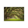 Voir la diapositive 2 : Paris Prix Papier Peint  Tree Embrace