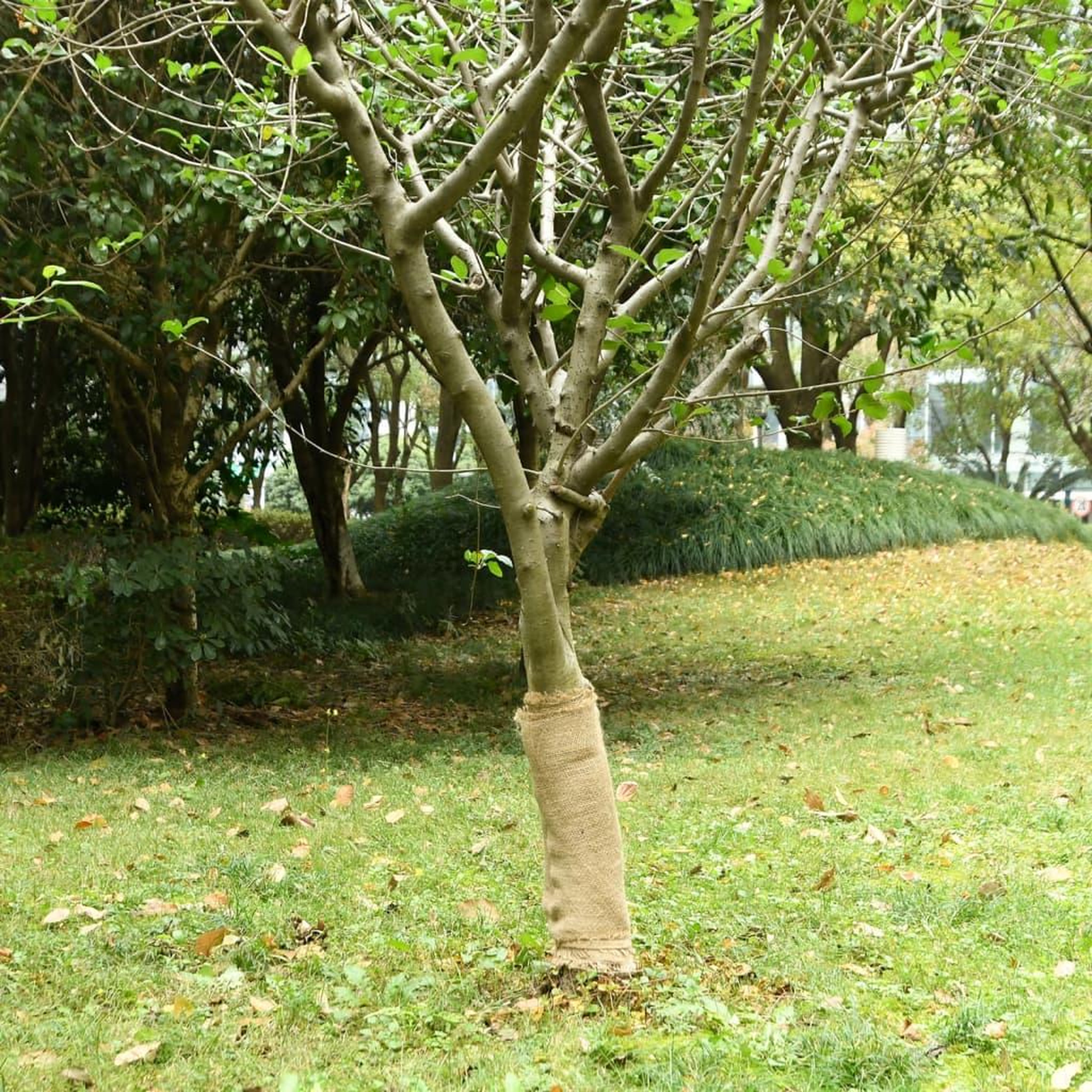 VIDAXL Rouleau de jute 0,5x5 m 100 % jute 200 g/m²