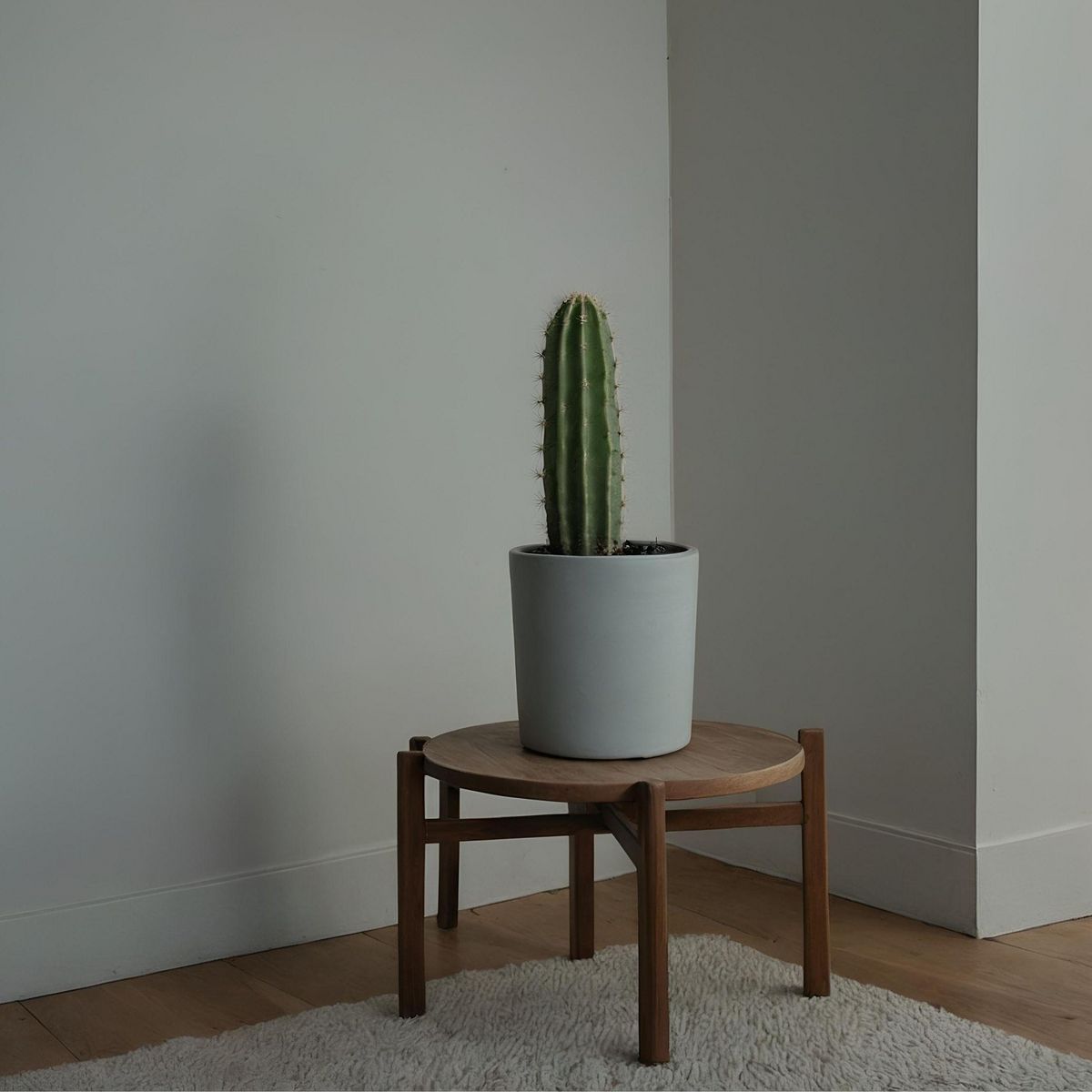 PLANT IN A BOX Euphorbe ingens - Set de 2 - Euphorbia ingens - Hauteur 40-50cm - ⌀18cm